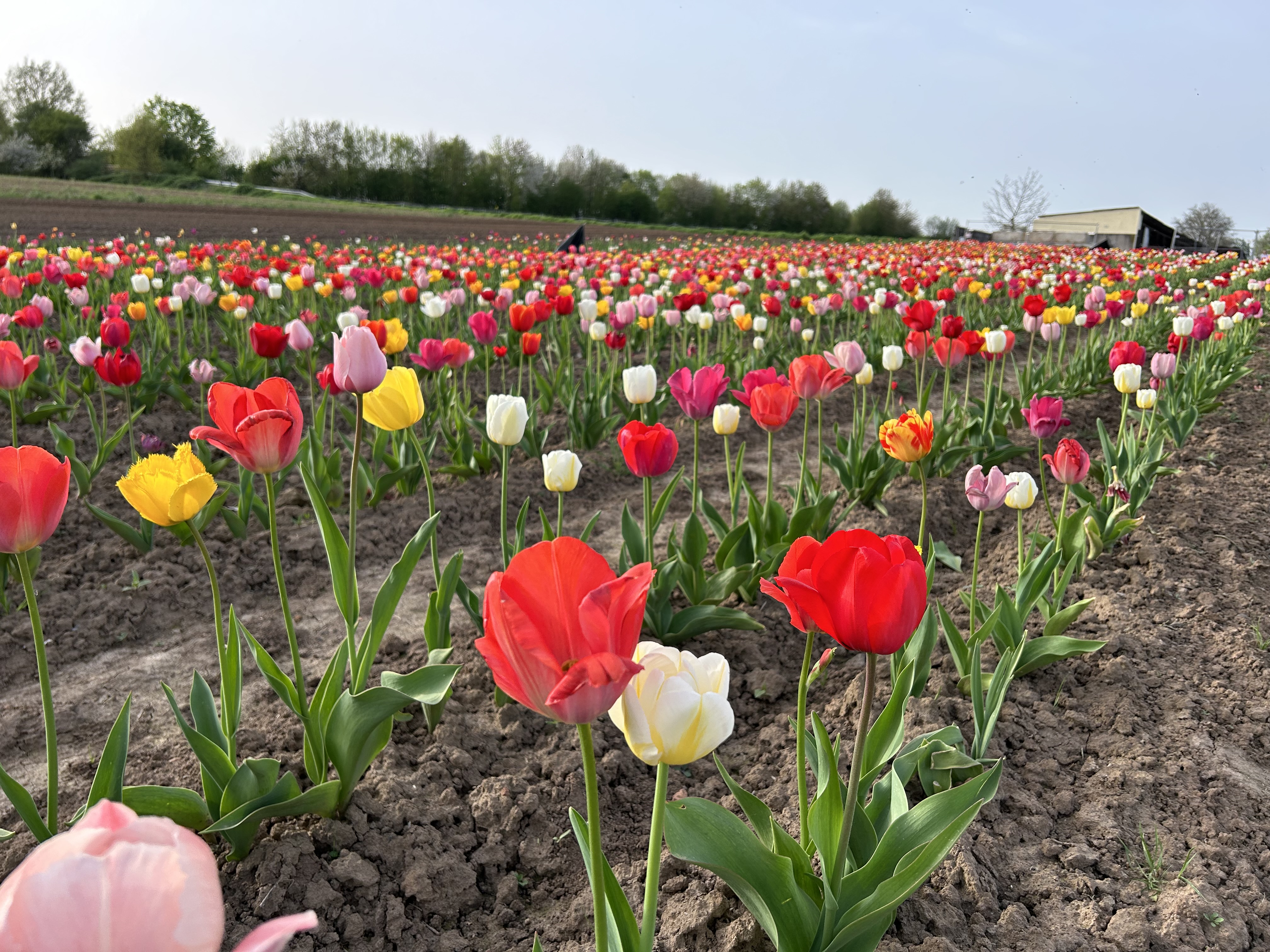 Tulpenfeld 2024